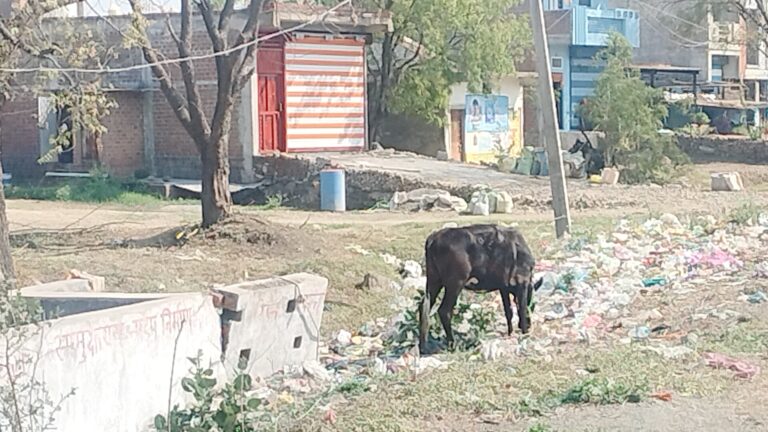 स्वच्छ भारत मिशन पंचायत से कोसों दूर रतलाम ज़िला पंचायत अध्यक्ष का अपनी ही पंचायत व्यवस्थाओं पर ध्यान नहीं सड़कों किनारे पसर रहा कचरा गौ शाला निर्माण बाद से अविकसित, सड़क किनारे कचरे में बंधी गाय जिम्मेदार कौन ?