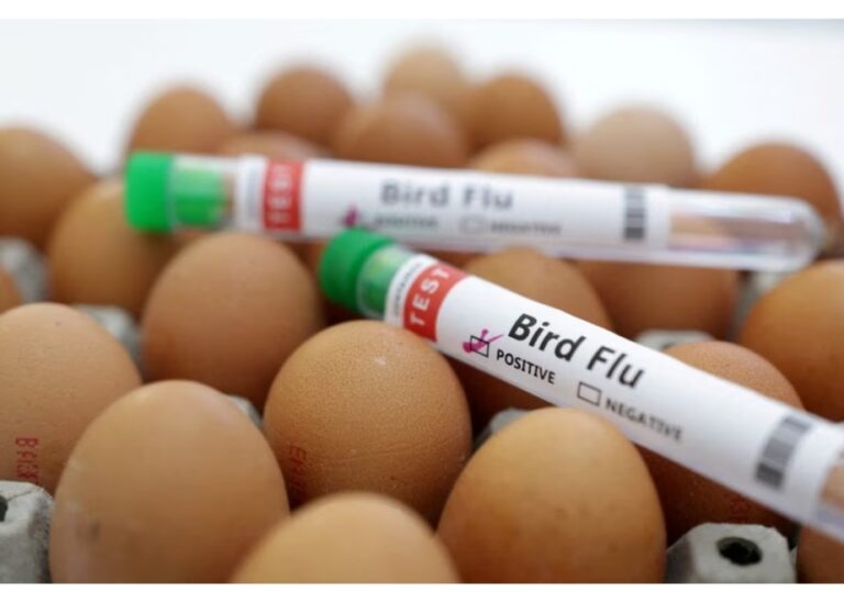bird flu