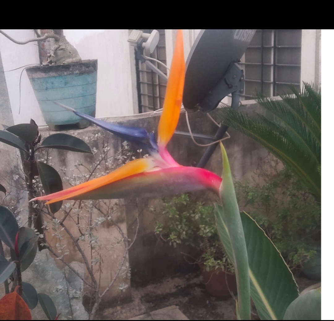 Screenshot_2026-02-02-00-18-00-20_6012fa4d4ddec268fc5c7112cbb265e7