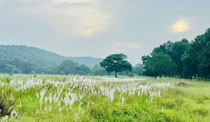मप्र में चक्रवात अर्नब के प्रभाव से सुहावना हुआ मौसम, बांधवगढ़ टाइगर रिजर्व में प्रबंधन सतर्क